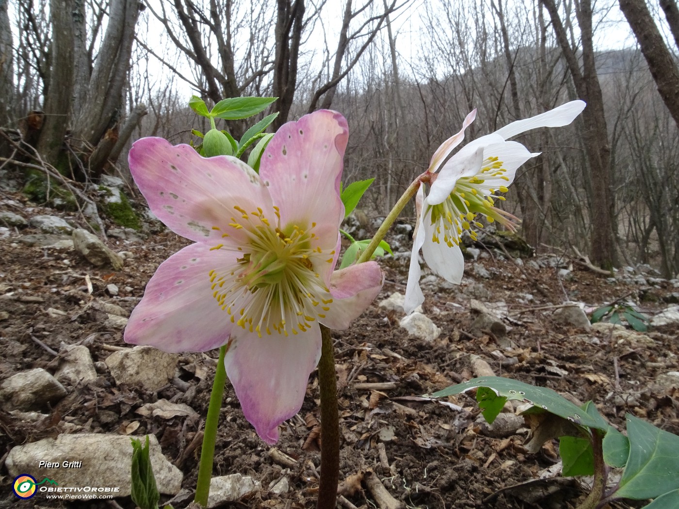 62 Rose di Natale - Ellebori - (Helleborus niger).JPG